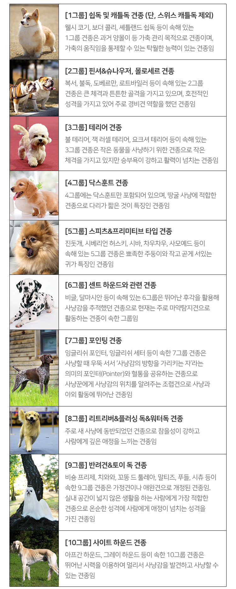 도베르만 핀셔는 어떤 견종인가